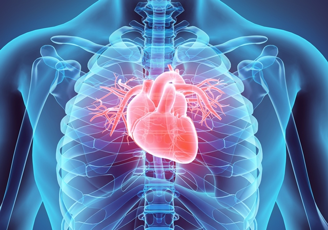 3D-illustration-of-Heart-medical-concept_web (1)